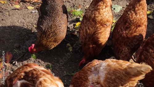 A group of colorful chickens explores the garden, pecking at the ground for food. red chickens walking on a poultry farm. Eco-farm concept, environmentally friendly poultry farming