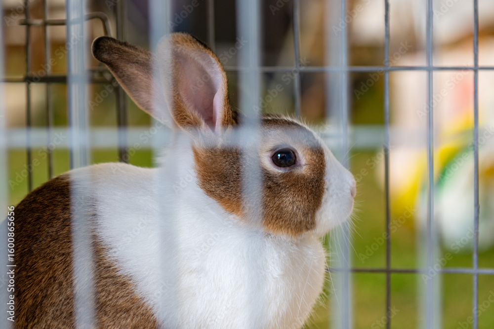 Fototapeta premium rabbit in the cage