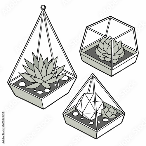 Illustration of three geometric terrariums with succulents and decorative stones inside them nicely arranged