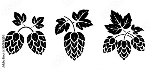 Black hop plants with leaves leaf nature