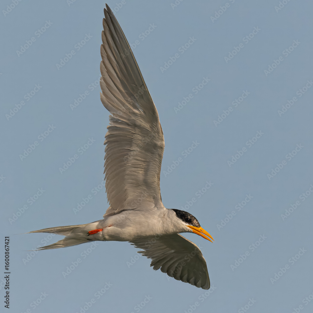 Obraz premium River Tern Sterna aurantiaVulnerable on IUCN Red List of Threatened Birds. Sleek bird black cap yellow bill long wings Rivers lakes Dives for fish graceful flight