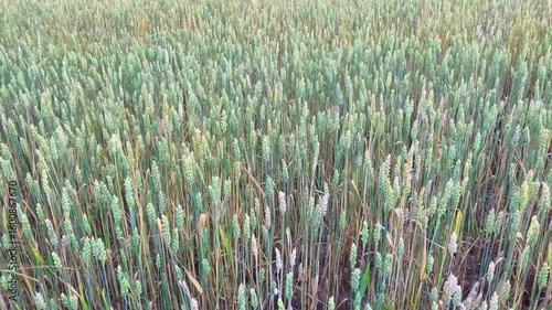 Wheat ears (Triticum spp.) in a crop field