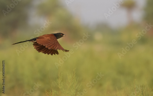 Fotografie Greater Coucal Centropus sinensis
In Pakistan, found throughout the plains