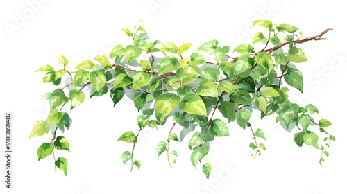 Lush green vine branch with vibrant leaves nature botanical watercolor painting