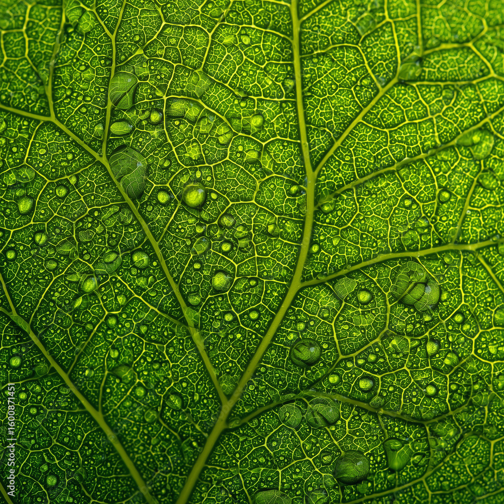 Obraz premium Ggreen leaf background
