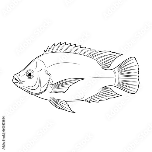 Detailed line art illustration of a tilapia fish, showcasing its fins, scales, and overall anatomical structure.