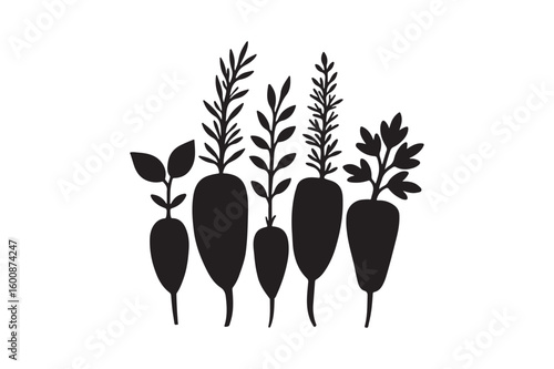 Silhouette of five growing carrots with green foliage