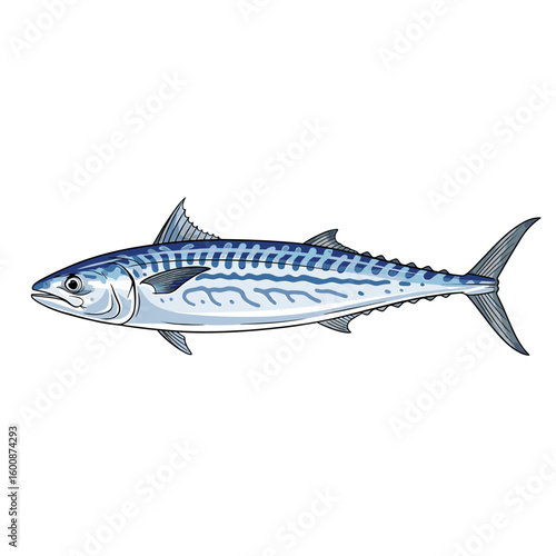 Detailed illustration of a Spanish mackerel, showcasing its streamlined body, distinct markings, and fins.