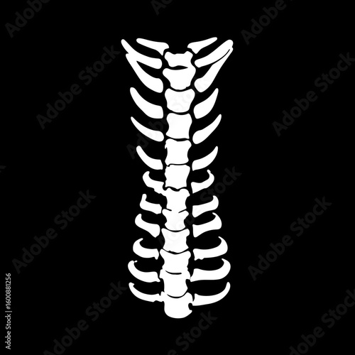 White skeleton displays bone structure in dark scene anatomical illustration medical detail