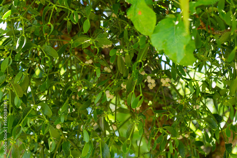 Mistletoe berries and leaves in summer Mistletoe berries and leaves in summer