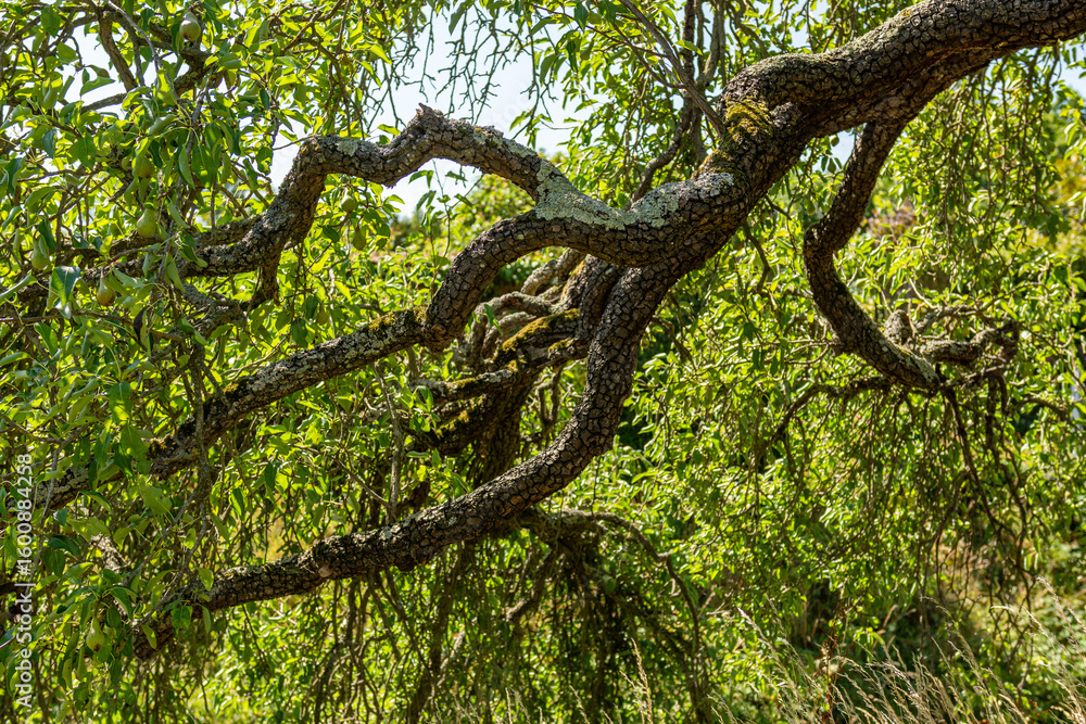 Fototapeta premium tree in the forest