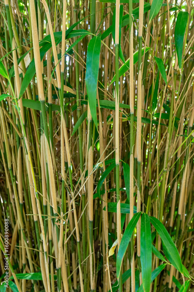 Obraz premium Tall bamboo grass