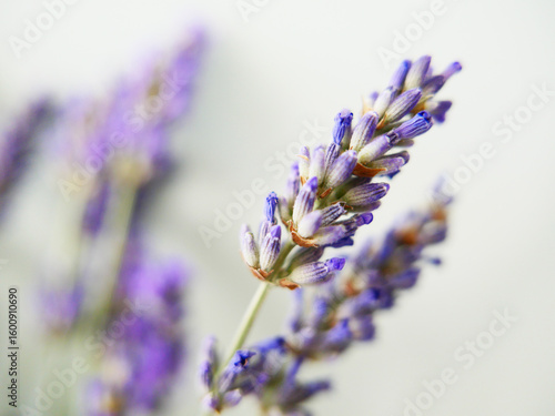 Lavande-bouquet-macro-03
