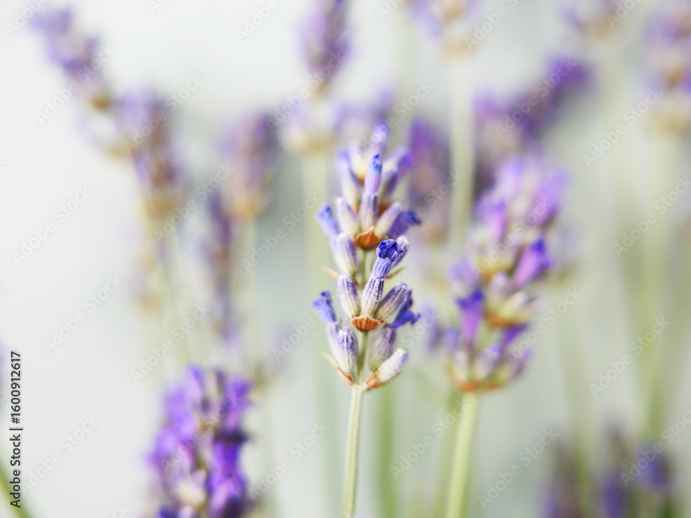 Obraz premium Lavande-bouquet-macro-04
