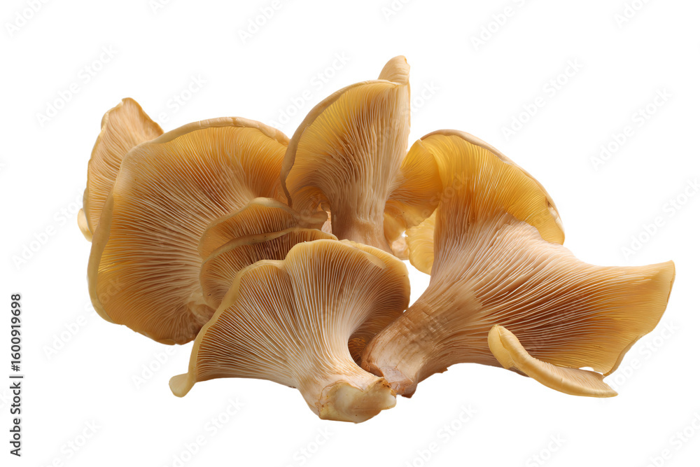 Fototapeta premium a group of mushrooms on a white surface
