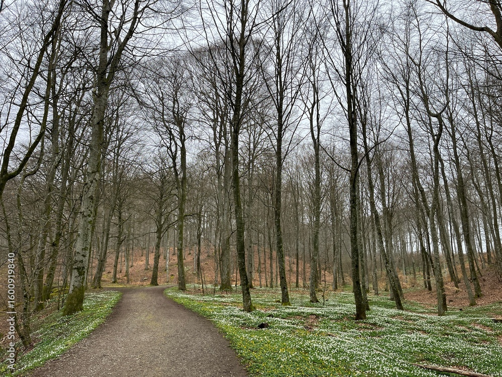 Fototapeta premium path in the forest with anemone flowers on the ground