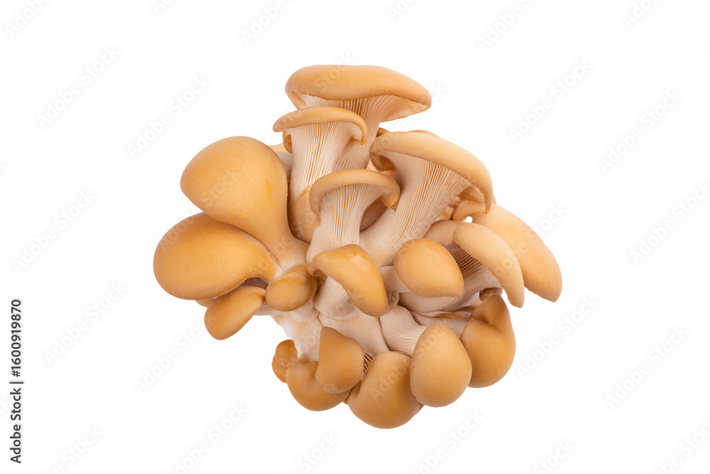 Fototapeta premium a cluster of mushrooms on a white background