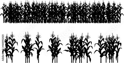 A black corn field. Maize field silhouette design vector illustration
