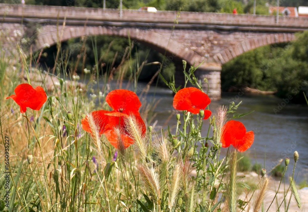 Obraz premium the old stone bridge and the red poppy flower