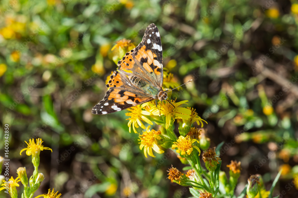 Obraz premium Painted Lady Butterfly, Vanessa cardui, insect macro photography.