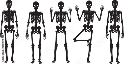 Five black human skeletons in various poses on white background, skeleton, human skeleton, anatomy, bone, body, health, medical, science, illustration, black, white, background, isolated, standing, p