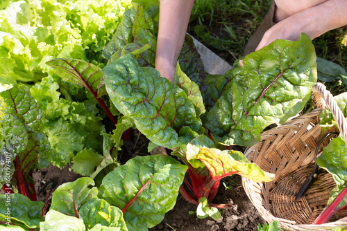 Hands holding leaves Swiss Chard in garden