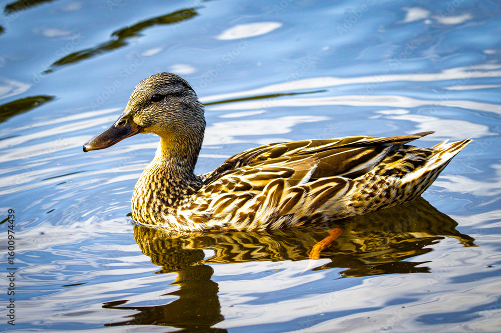 Obraz premium Blue beige wild duck in wild