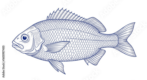 Vintage Fish Illustration, Detailed Blue Line Art, Scientific Drawing on White Background