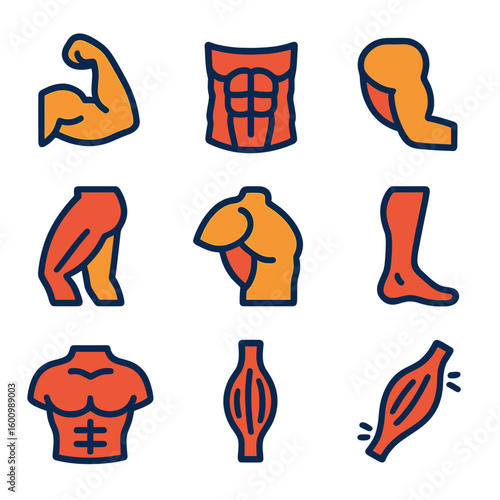 Bold Muscle Icons. Flat vector icons of muscles and tissue: biceps, abs, triceps, hamstring, deltoid, calf muscle, chest muscle,