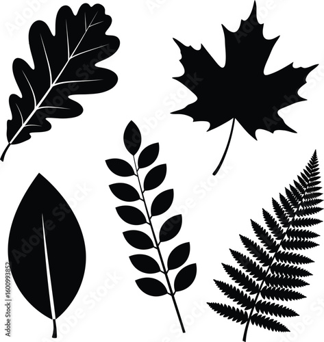 Vector leaves illustration oak maple fern beech leaf silhouette clip art botanical design element set