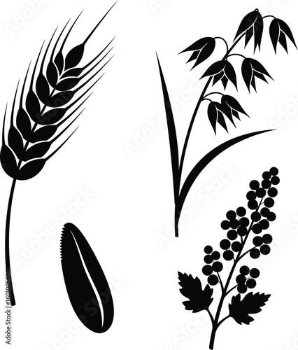 Wheat oats seed and berries vector illustration black silhouette agriculture harvest farm food drawing 100