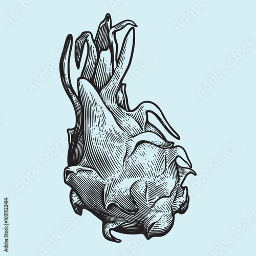 vector illustration of a dragon fruit 