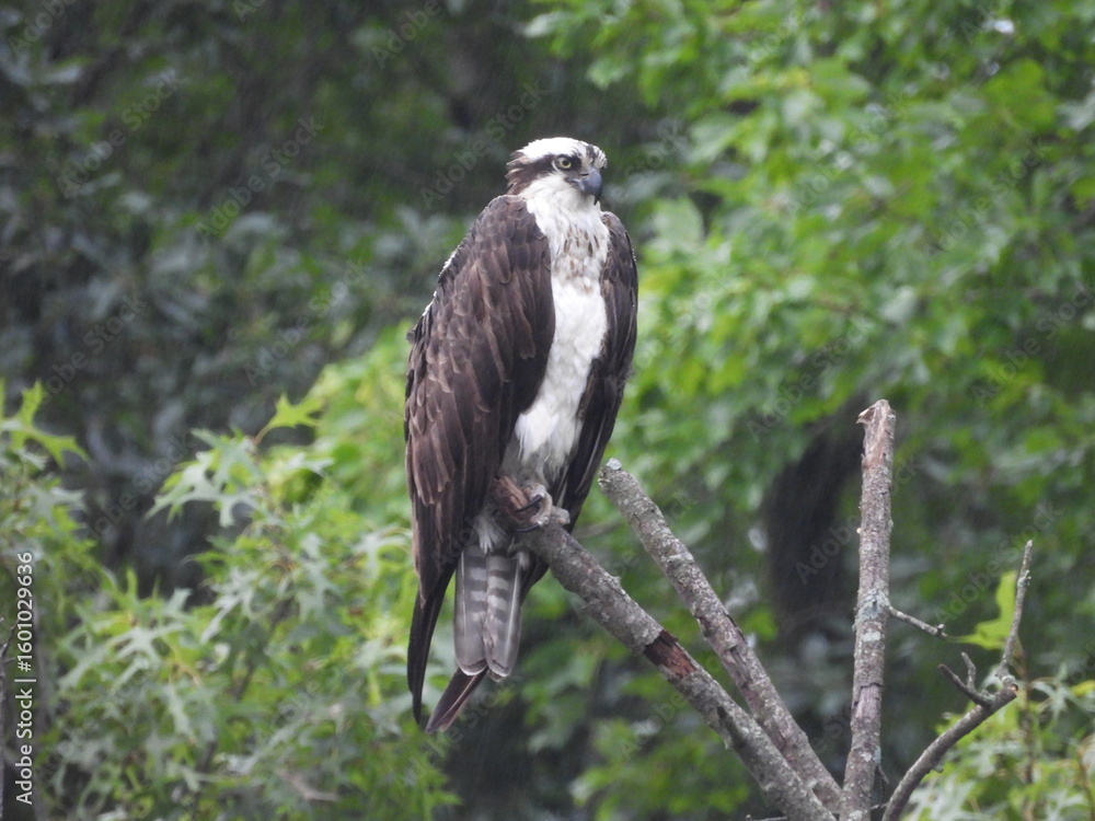 Fototapeta premium A bird of prey, Osprey perched on a branch, within the woodland forest of the Bombay Hook National Wildlife Refuge, Kent County, Delaware.