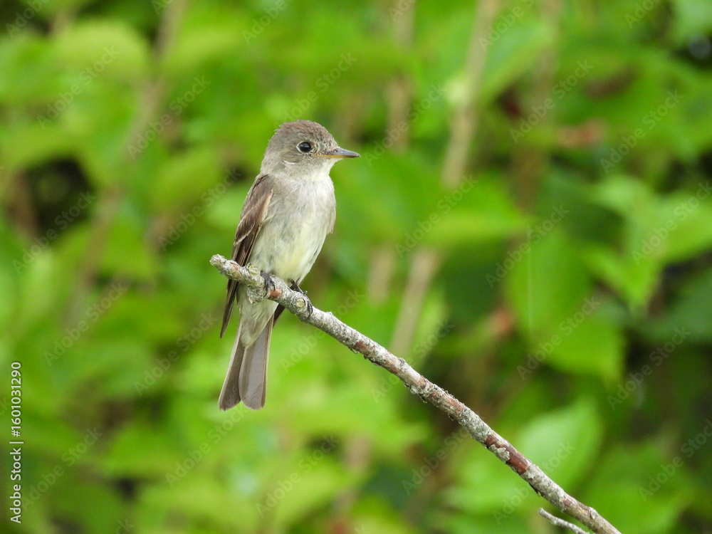 Fototapeta premium Eastern wood-pewee, perched on a branch within the woodlands of the Bombay Hook National Wildlife Refuge, Kent County, Delaware. 