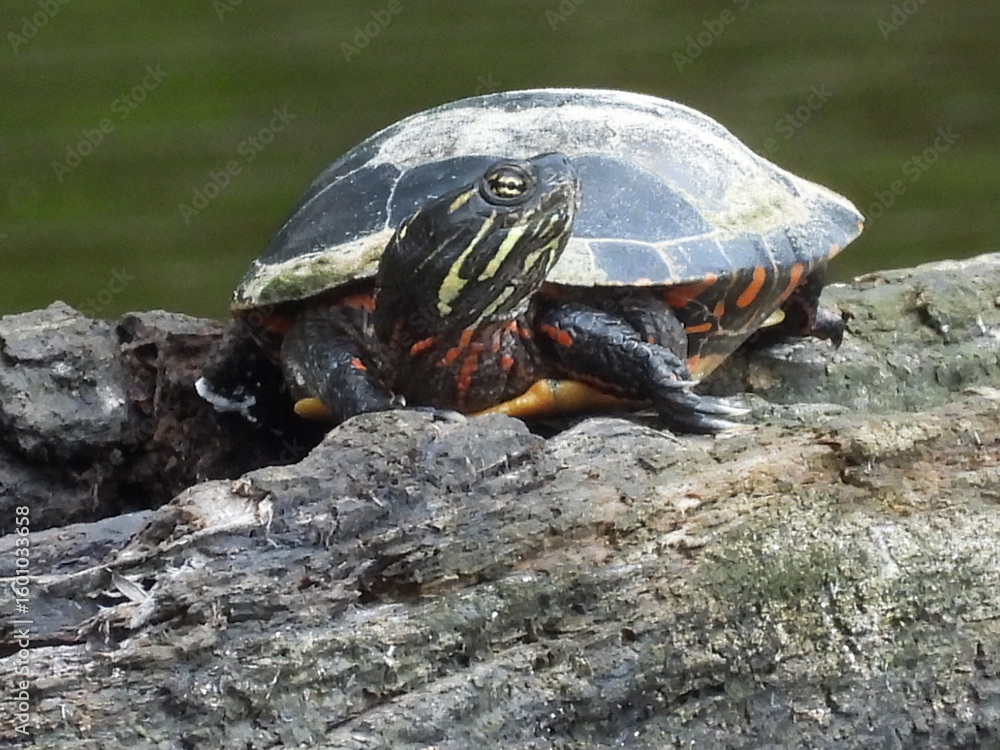 Obraz premium Eastern painted turtle, basking in the warmth of the summer sun. Bombay Hook National Wildlife Refuge, Kent county, Delaware. 