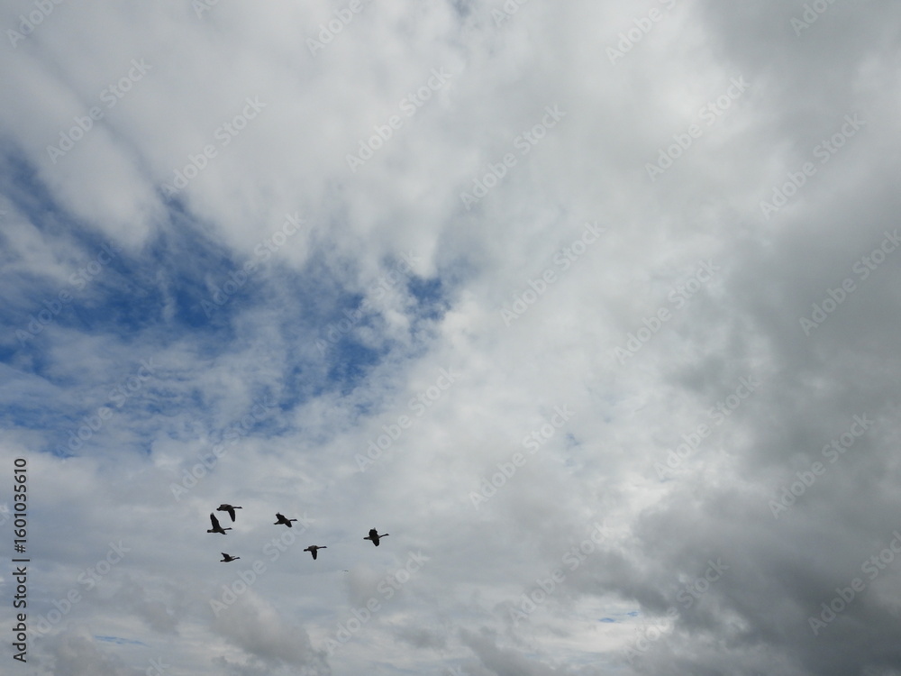 Storm clouds forming in a blue sky, with the silhouette of a small flock of Canadian geese fly across the sky. Bombay Hook National Wildlife Refuge, Kent County, Delaware. Storm clouds forming in a blue sky, with the silhouette of a small flock of Canadian geese fly across the sky. Bombay Hook National Wildlife Refuge, Kent County, Delaware.