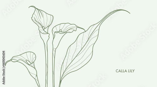 Calla lillies line art drawing. Minimalistic style exotic flowers and leaves bouquet. Best for wedding invitation. Luxury flower illustration.