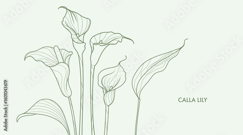 Calla lillies line art drawing. Minimalistic style exotic flowers and leaves bouquet. Best for wedding invitation. Luxury flower illustration.