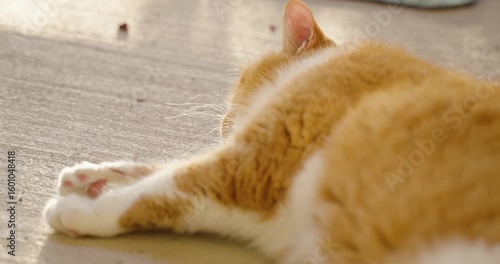 Red cat lying on the balcony