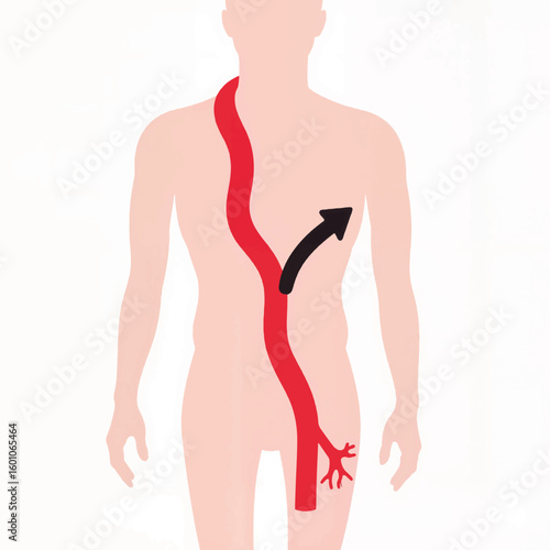 Anatomical illustration of human circulatory system with arteries  