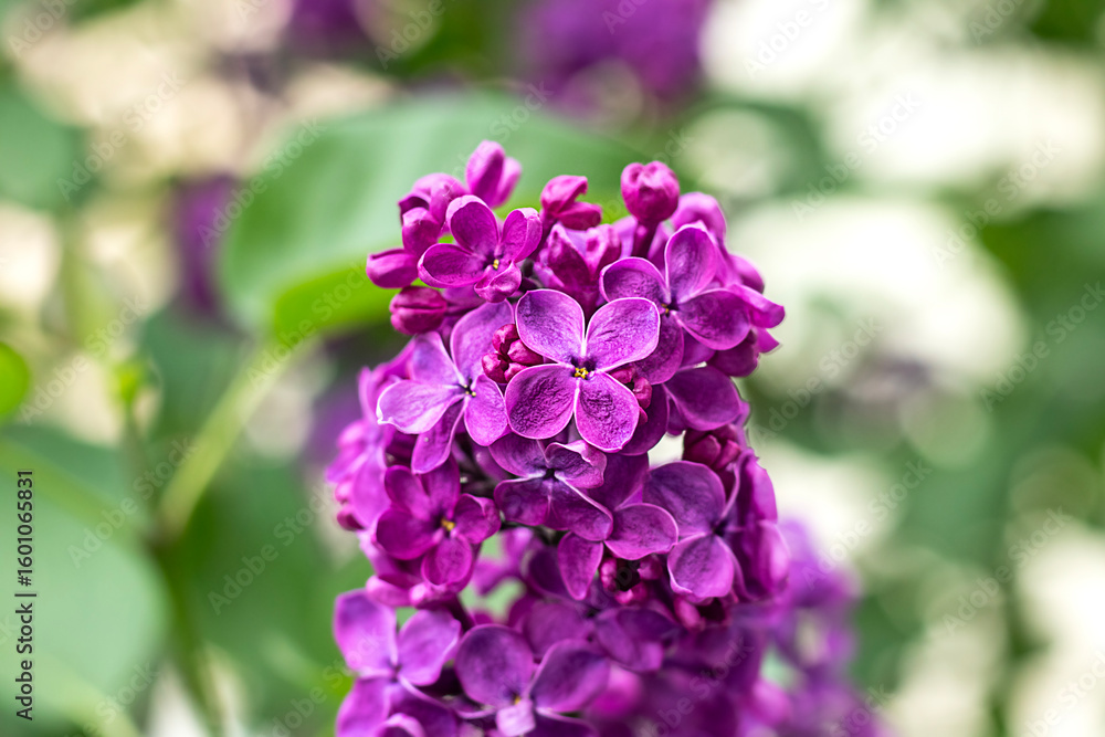 Purple lilac blossoms with a soft green and white bokeh background Purple lilac blossoms with a soft green and white bokeh background