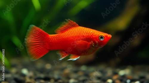 Beautiful Bright Red Platy Fish Swimming in a Freshwater Aquarium. AI video