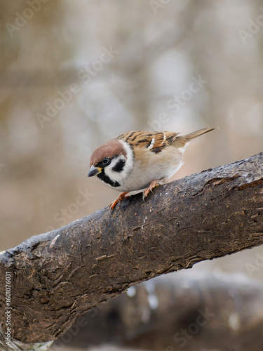 Close up of a sparrow sitting on a tree branch in winter in a park. Wildlife, Birds