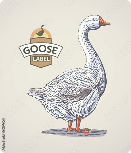 Goose drawing in graphic style, black and white outline and with the addition of  colored semitones . Vector illustration.