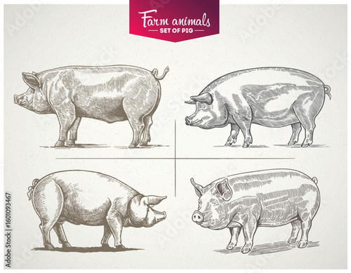 Set of vector illustrations of a pig in a graphic (engraving) style. Ideal for branding, or food packaging design.