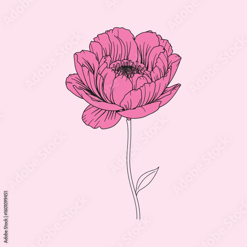Elegant peony flower line art illustration for modern designs and creative projects needing a floral touch