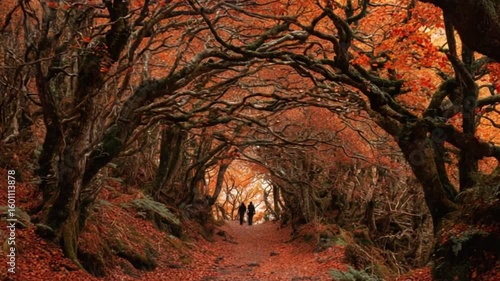 Path through autumnal woods with bare branches and orange leaves