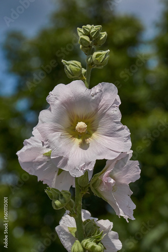 Mallow blooms on the lawn in the garden. Mallow flower close-up.