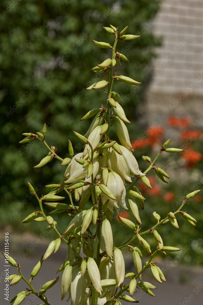 Fototapeta premium Yucca (Latin. Yucca) blooms in the garden. Yucca is a genus of arboreal evergreen plants of the Agave subfamily (Agavoideae) of the Asparagaceae family.