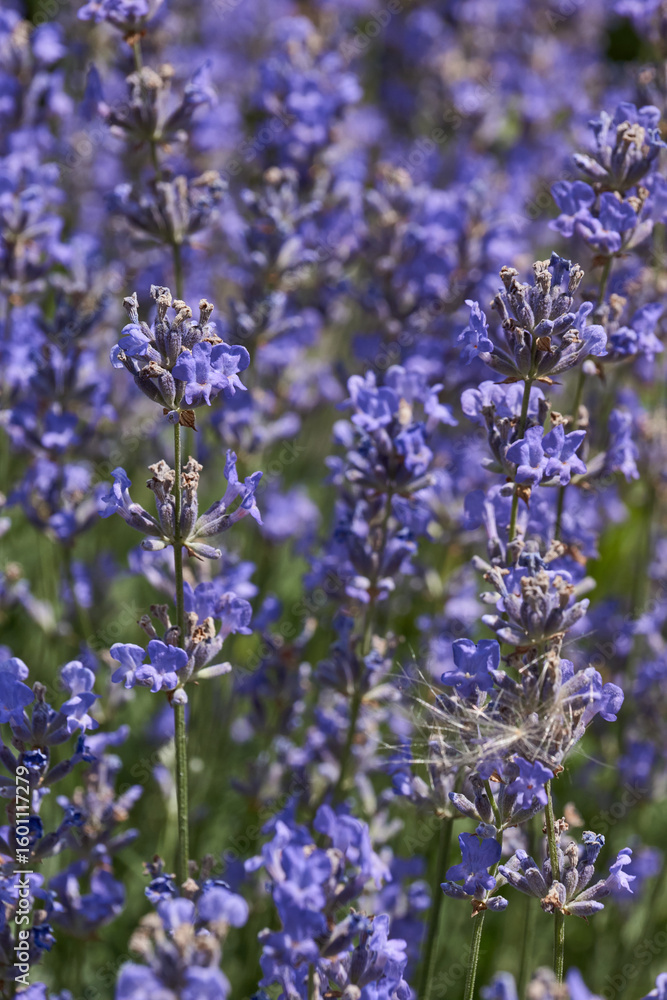 Fototapeta premium Lavender (lat. Lavandula) blooms in the garden. Lavender is a genus of plants in the family Lamiaceae or Labiatae.